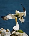 625 - gannets in saltees - FARRELLY James - ireland